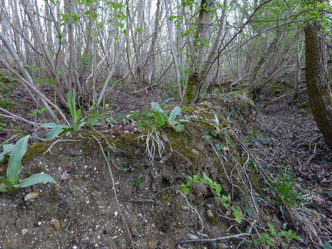 Orchis purpurea